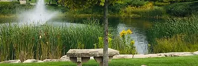 tree and bench in front of pond