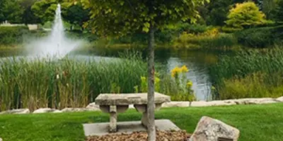 tree and bench in front of pond