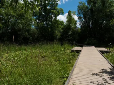 wetland area with boardwalk